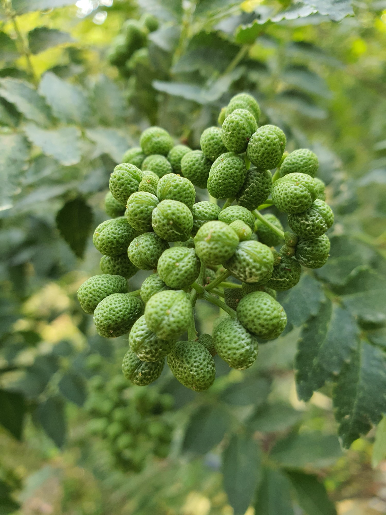 가시없는초피나무(제피나무, 민초피 암나무)