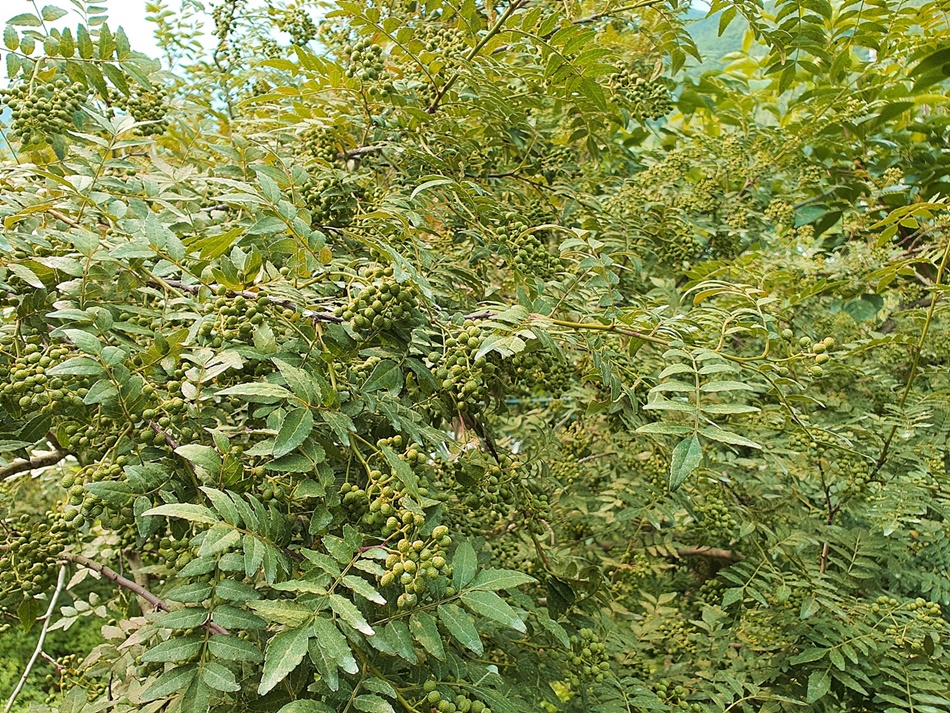 가시없는초피나무(제피나무, 민초피 암나무)