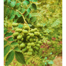 가시없는초피나무(제피나무, 민초피 암나무)